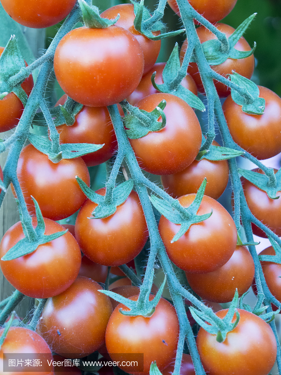 coctail tomatos